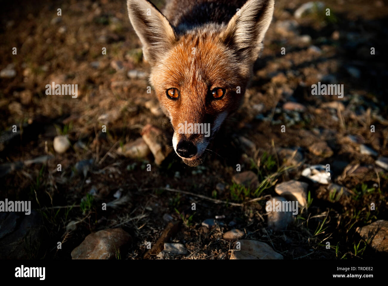 Red Fox (Vulpes vulpes vulpes), ritratto, Paesi Bassi, Ijmuiden Foto Stock