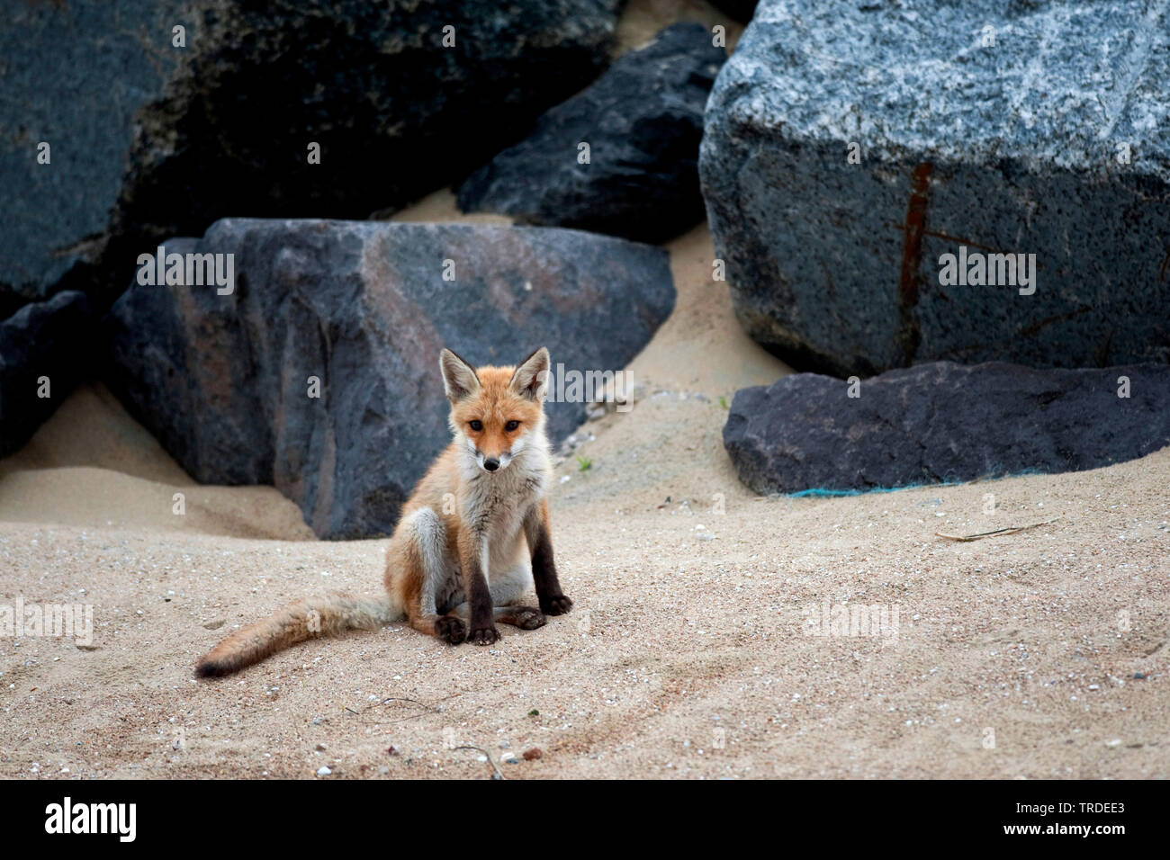 Red Fox (Vulpes vulpes vulpes), giovane volpe seduta nella sabbia di fronte a una roccia, Paesi Bassi Foto Stock