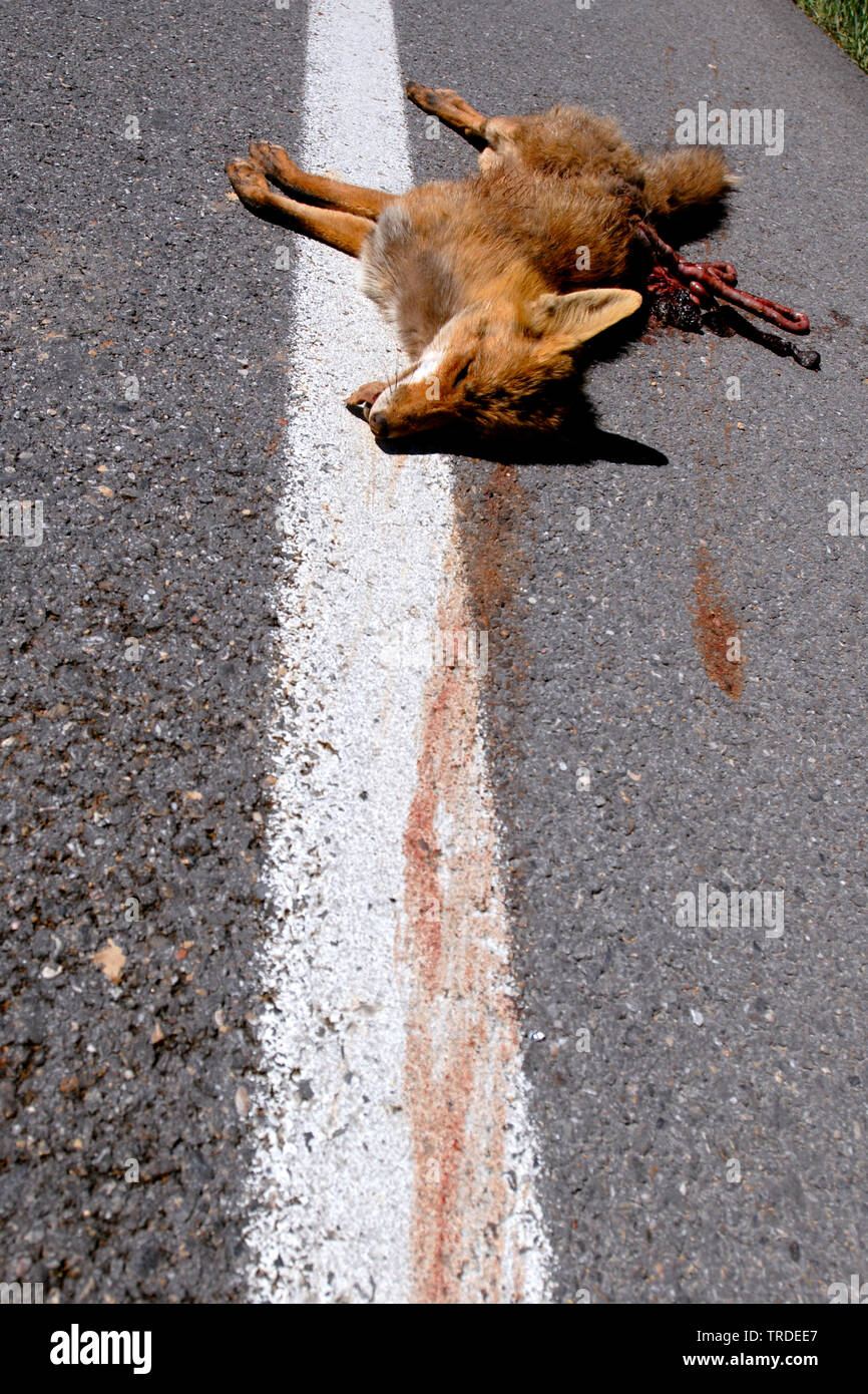 Red Fox (Vulpes vulpes vulpes), roadkill giacente sulla strada, Spagna Foto Stock