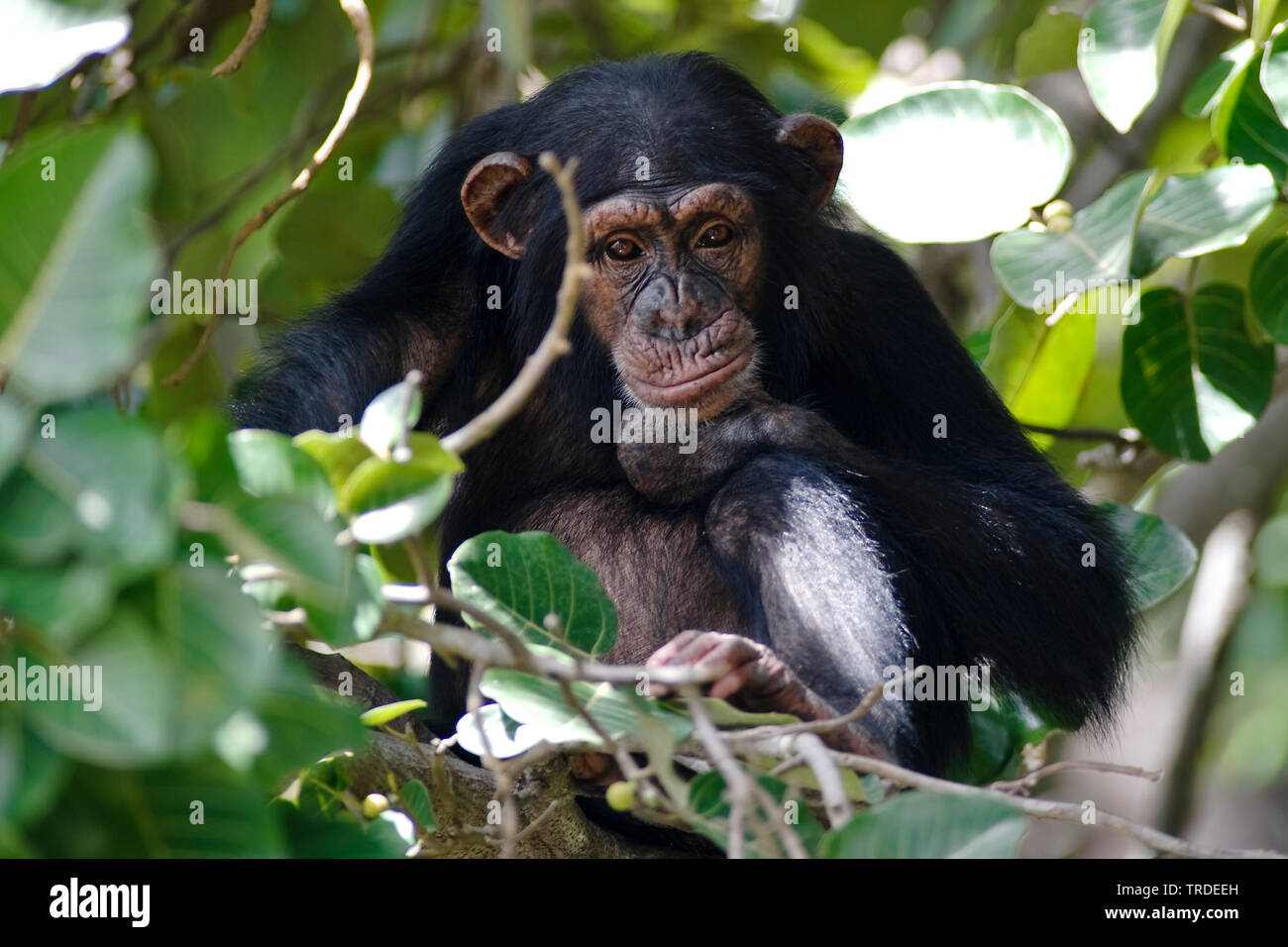 Scimpanzé comune (Pan troglodytes), tra le foglie, Gambia, fiume Gambia National Park Foto Stock
