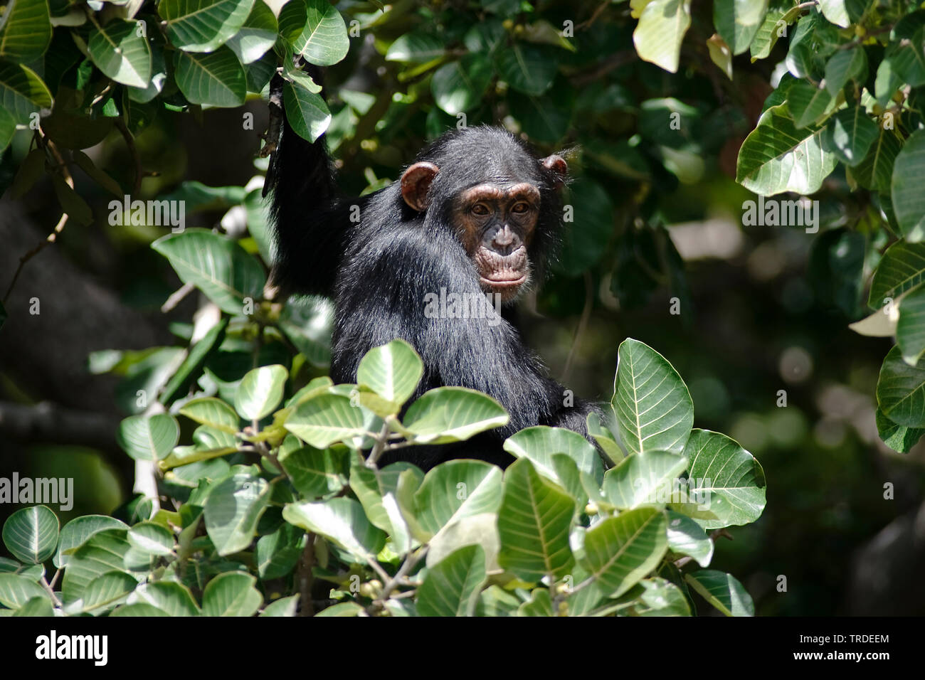 Scimpanzé comune (Pan troglodytes), tra le foglie, Gambia, fiume Gambia National Park Foto Stock