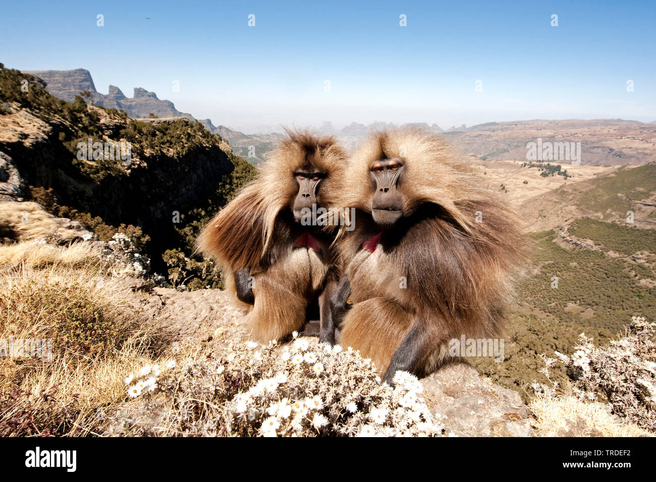 Gelada, i babbuini gelada (Theropithecus gelada), Geladas nelle montagne Semien, Etiopia, Simien Mountains National Park Foto Stock