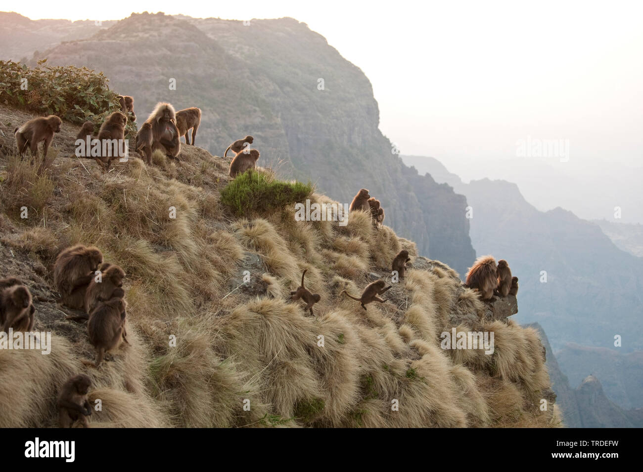 Gelada, i babbuini gelada (Theropithecus gelada), Geladas nelle montagne Semien, Etiopia, Simien Mountains National Park Foto Stock