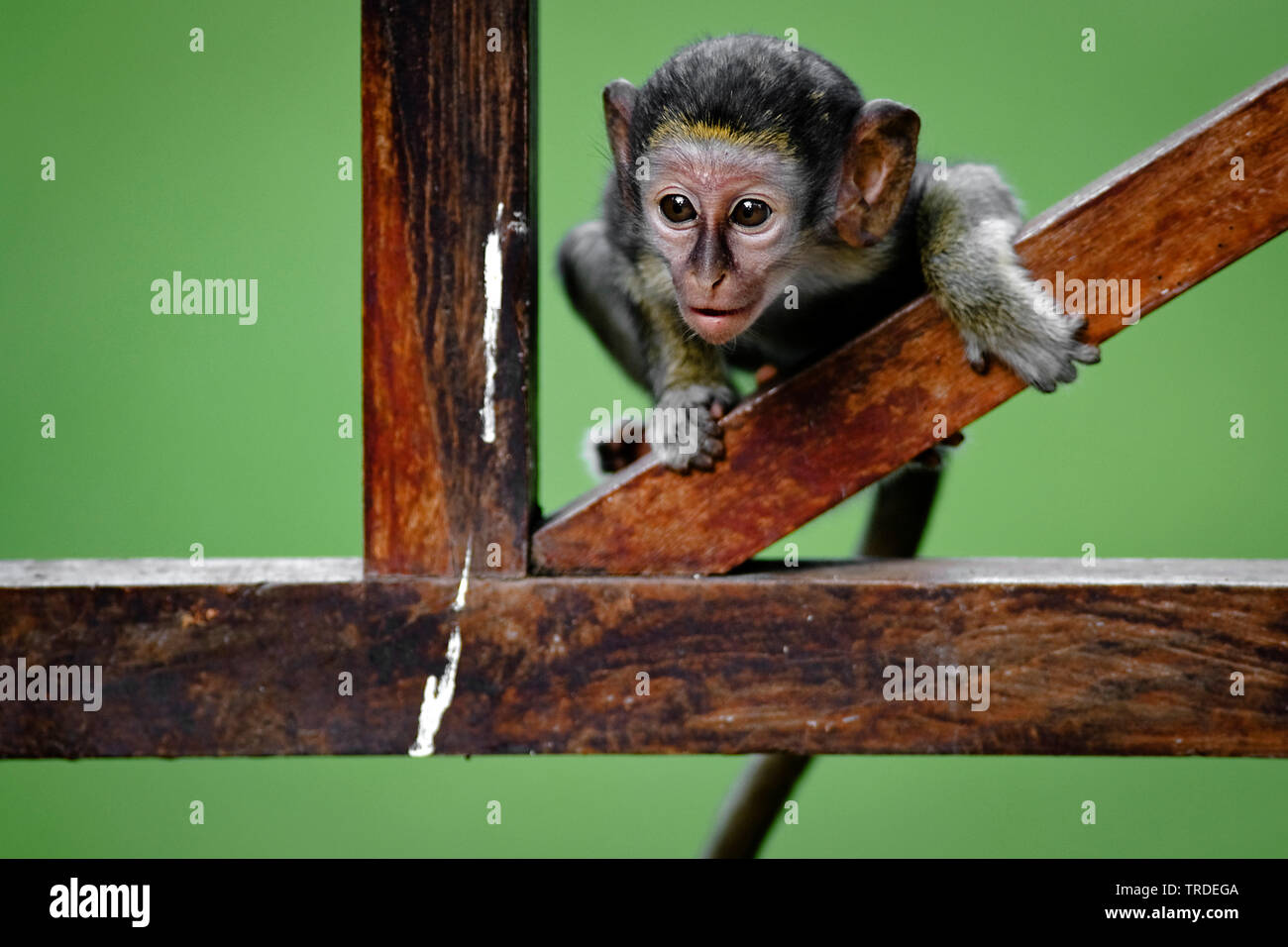 Green Monkey, Sabaeus scimmia, Callithrix monkey (Chlorocebus sabaeus), il novellame di arrampicata, Gambia, Bijilo Foto Stock