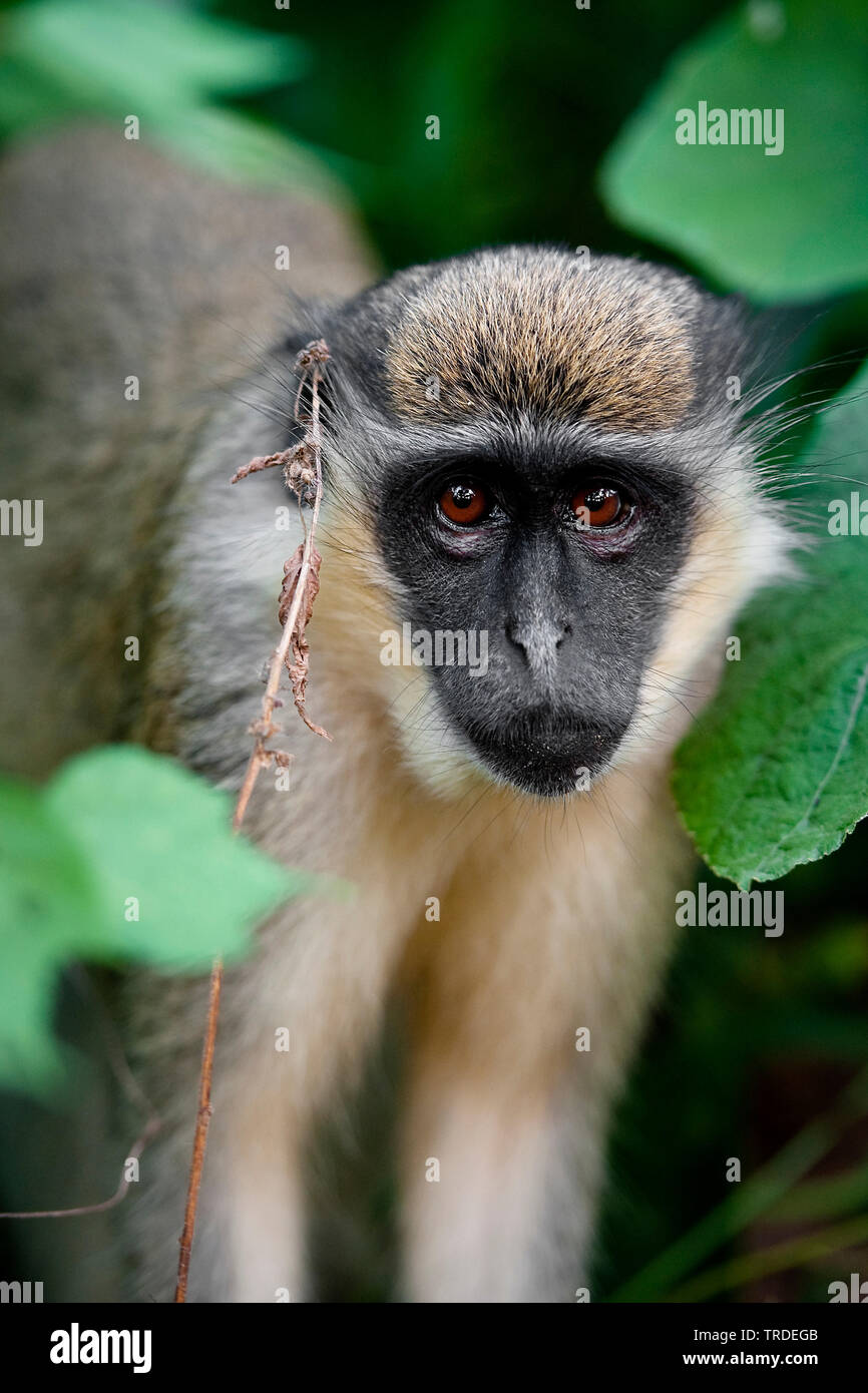 Green Monkey, Sabaeus scimmia, Callithrix monkey (Chlorocebus sabaeus), Gambia, Bijilo Foto Stock