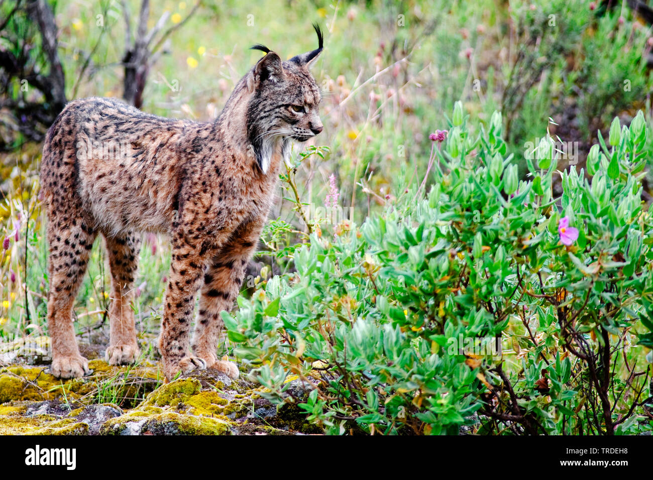 Spagnolo (Lynx Lynx pardinus), stando in piedi presso un arbusto, Spagna, Andalusia, parco nazionale di Donana Foto Stock