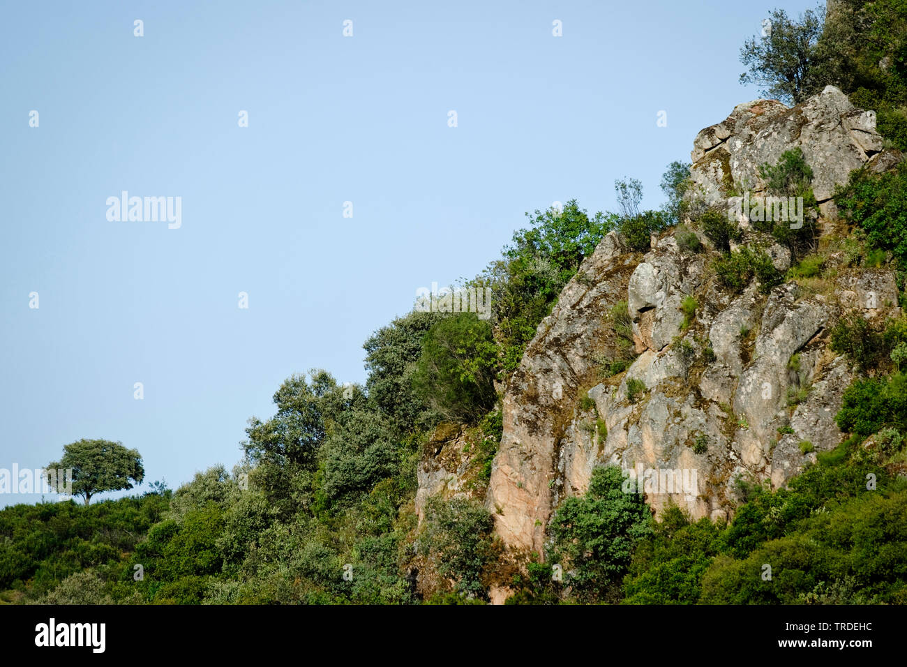 Lo spagnolo la lince, la lince iberica (Lynx pardinus), habitat, la Spagna, il Parco nazionale di Donana Foto Stock