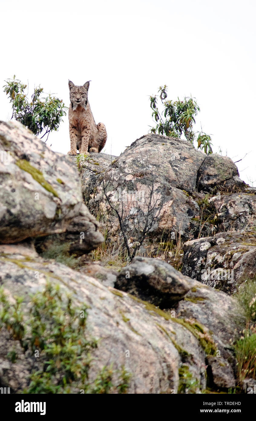 Lo spagnolo la lince, la lince iberica (Lynx pardinus), maschio, la Spagna, il Parco nazionale di Donana Foto Stock