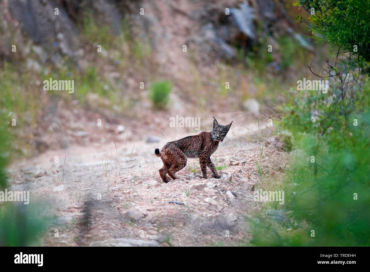 Lo spagnolo la lince, la lince iberica (Lynx pardinus), maschio, la Spagna, il Parco nazionale di Donana Foto Stock
