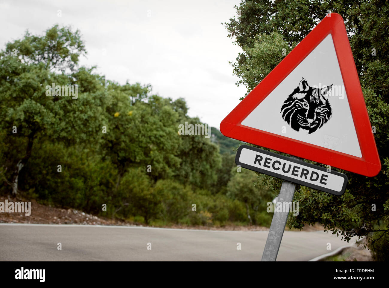 Lo spagnolo la lince, la lince iberica (Lynx pardinus), cartello stradale, Spagna, parco nazionale di Donana Foto Stock