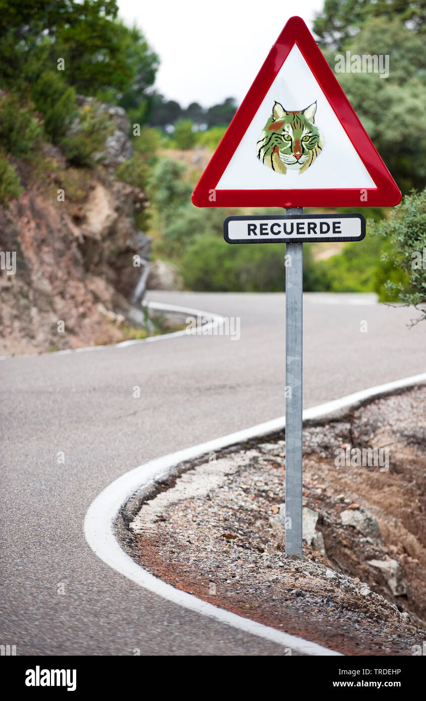 Lo spagnolo la lince, la lince iberica (Lynx pardinus), cartello stradale, Spagna, parco nazionale di Donana Foto Stock