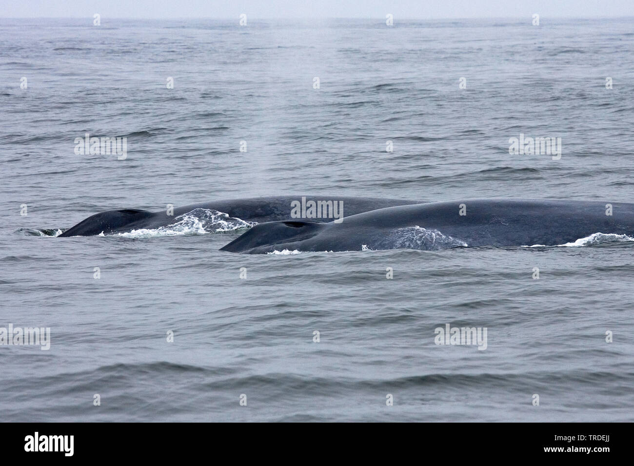 La balenottera azzurra (Balaenoptera musculus), respirazione, STATI UNITI D'AMERICA Foto Stock