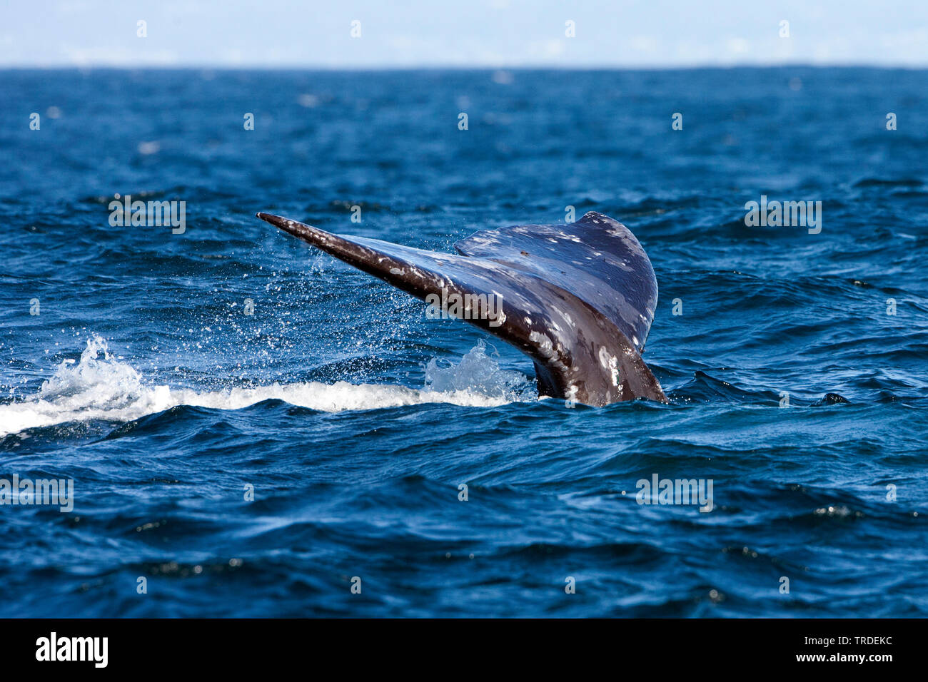 Balena Grigia (Eschrichtius robustus, Eschrichtius gibbosus), coda, STATI UNITI D'AMERICA Foto Stock