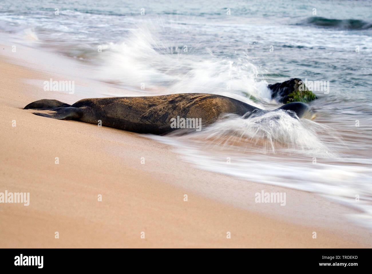 Hawaiian foca monaca (Monachus schauinslandi), che giace sulla spiaggia, STATI UNITI D'AMERICA, Hawaii, Kauai Foto Stock