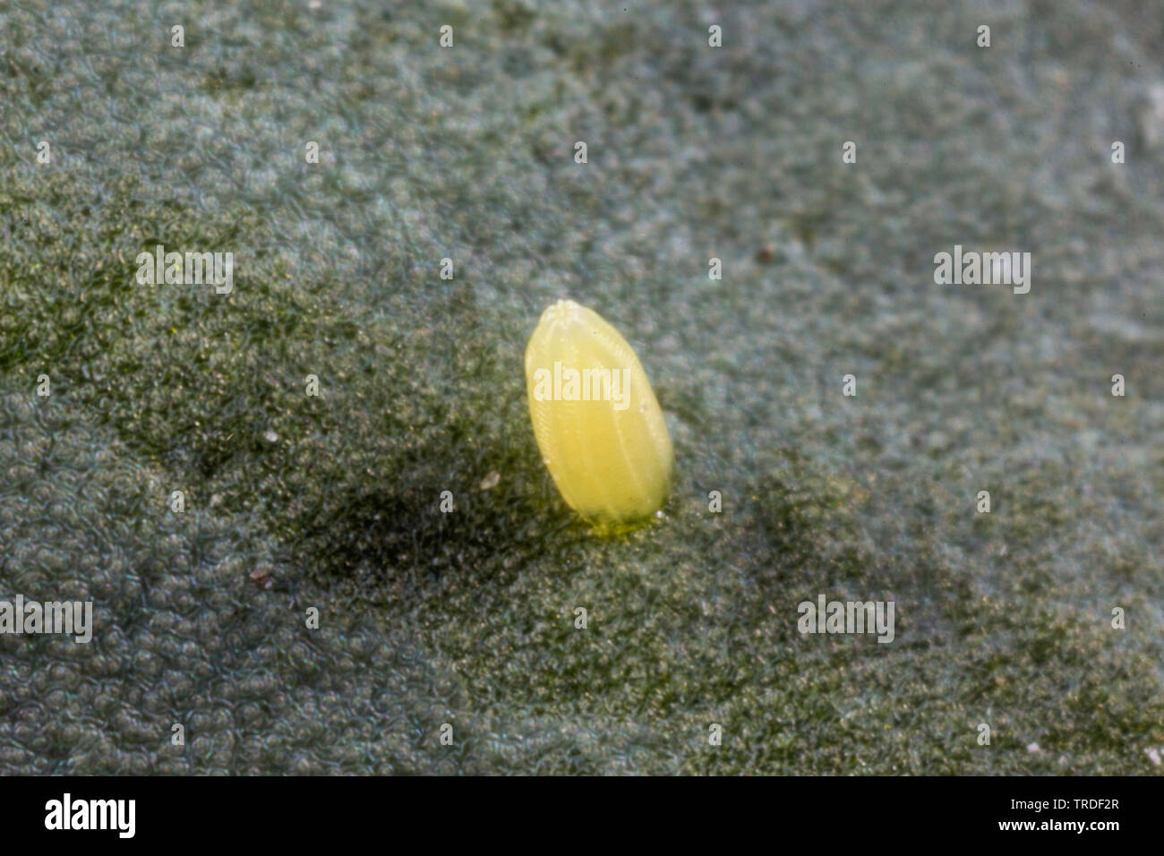 Di piccole dimensioni e di colore bianco, cavolo butterfly, importati cabbageworm (Sarcococca, rapae Artogeia rapae), uovo su una foglia di cavolo rapa, in Germania, in Baviera Foto Stock