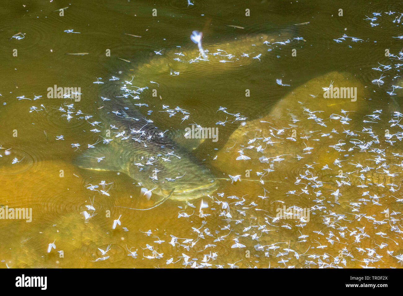 Pesce gatto europeo, wels, siluro, wels siluro (Silurus glanis), si nutrono di effimere alla superficie dell'acqua, in Germania, in Baviera Foto Stock