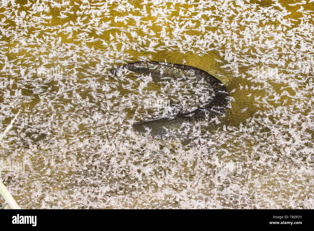 Pesce gatto europeo, wels, siluro, wels siluro (Silurus glanis), alimentando in molte effimere alla superficie dell'acqua, in Germania, in Baviera Foto Stock