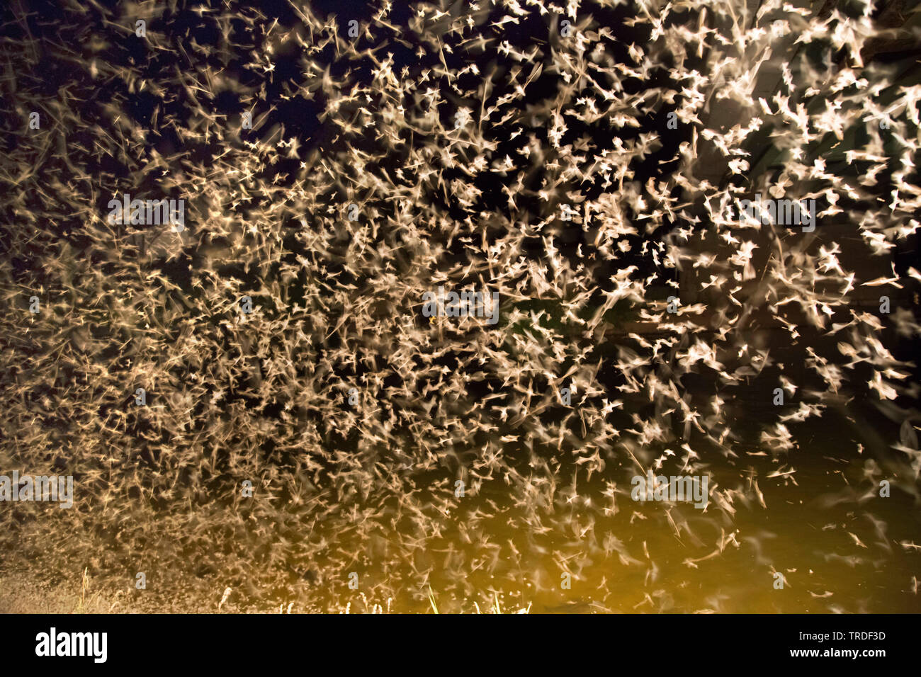 Vergine mayfly (Ephoron virgo, Polymitarcis virgo), massa, cova battenti swarm, in Germania, in Baviera Foto Stock