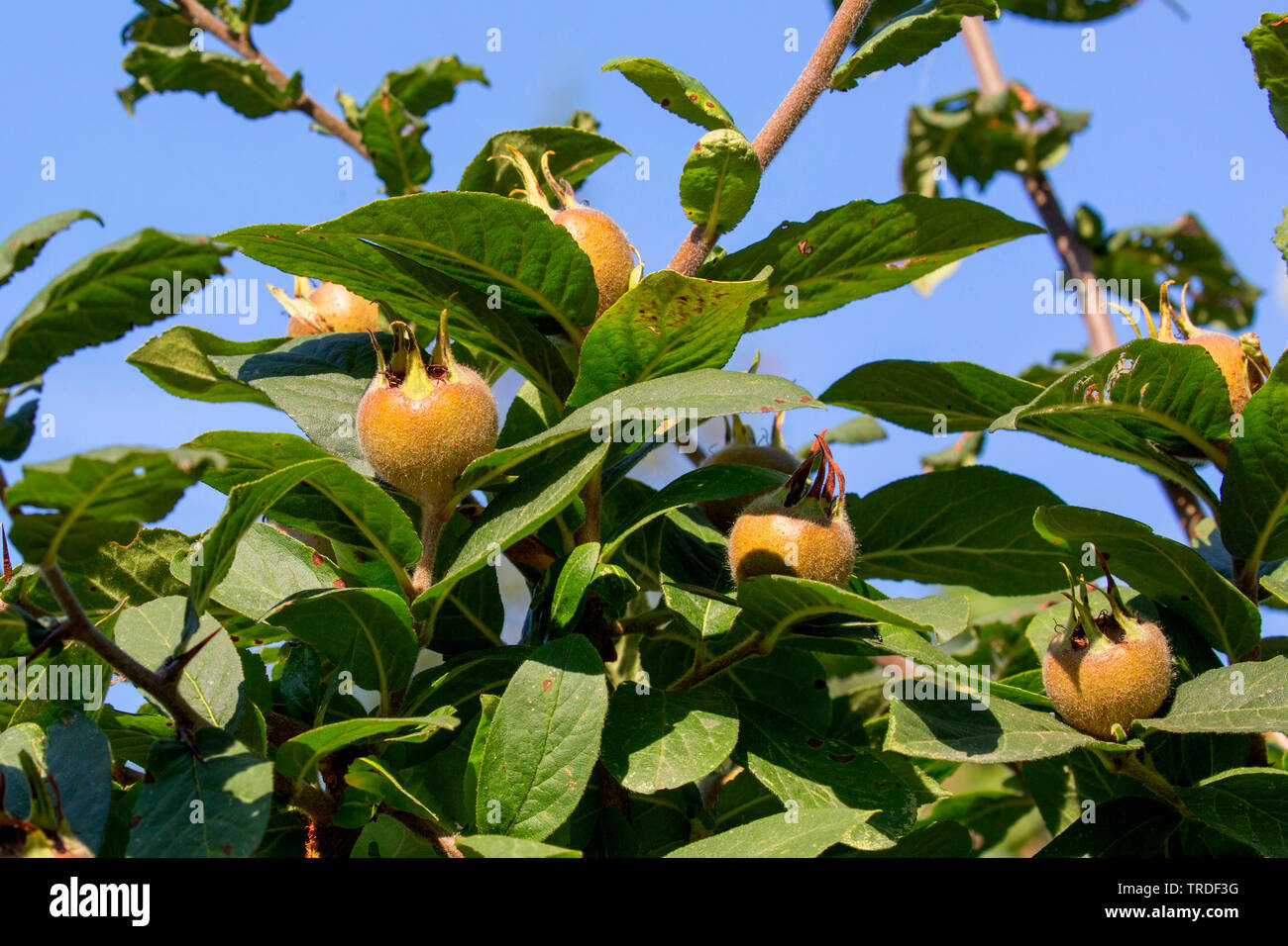 Nespole (Mespilus germanica), frutti immaturi su un albero, Italia, Toscana Foto Stock