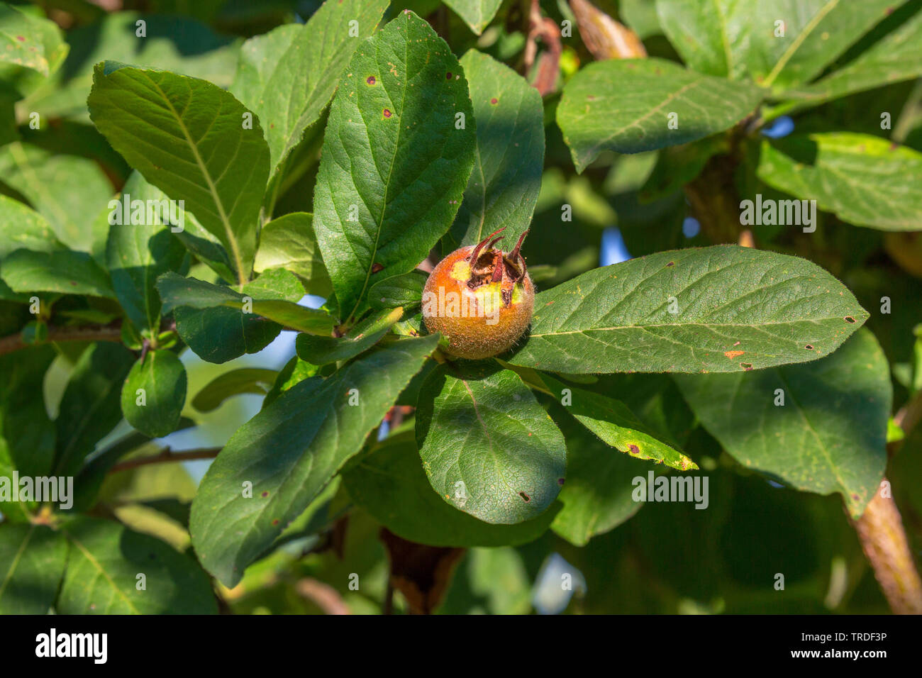 Nespole (Mespilus germanica), frutti immaturi su un albero, Italia, Toscana Foto Stock
