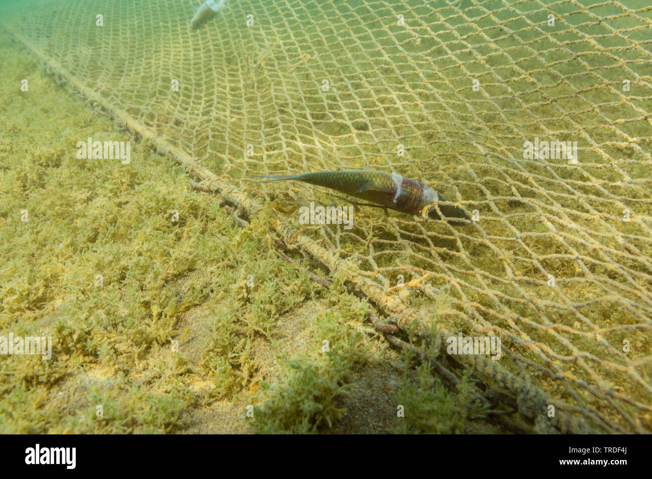 Danubiana e del tetro, Danubio tetro, shemaya (Chalcalburnus chalcoides mento), morto in perso fishernet sul fondo del lago, in Germania, in Baviera, il Lago Chiemsee Foto Stock