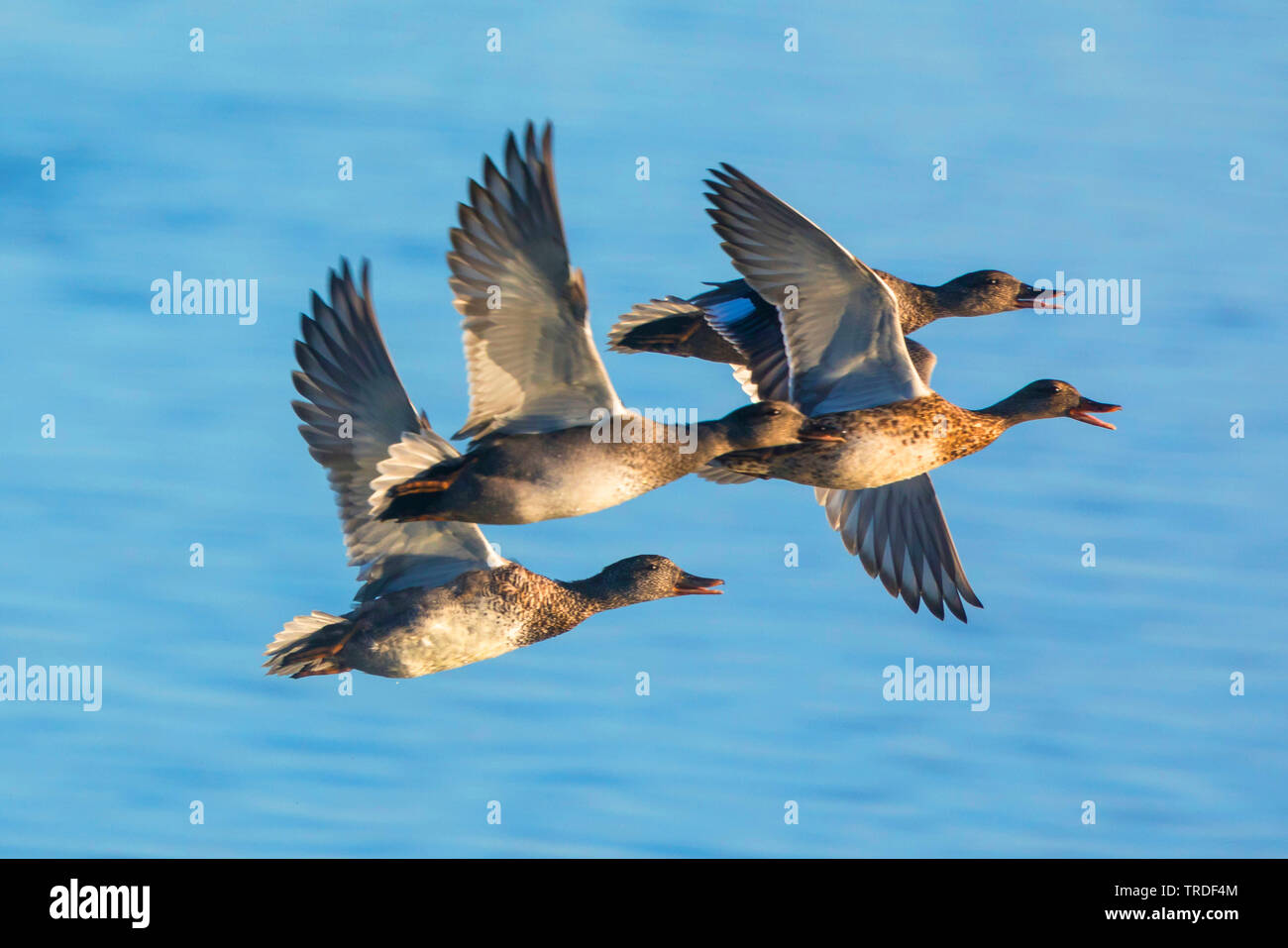 Canapiglia (Anas strepera, Mareca strepera), ospiti invernali, piccola truppa volanti, in Germania, in Baviera, il Lago Chiemsee Foto Stock