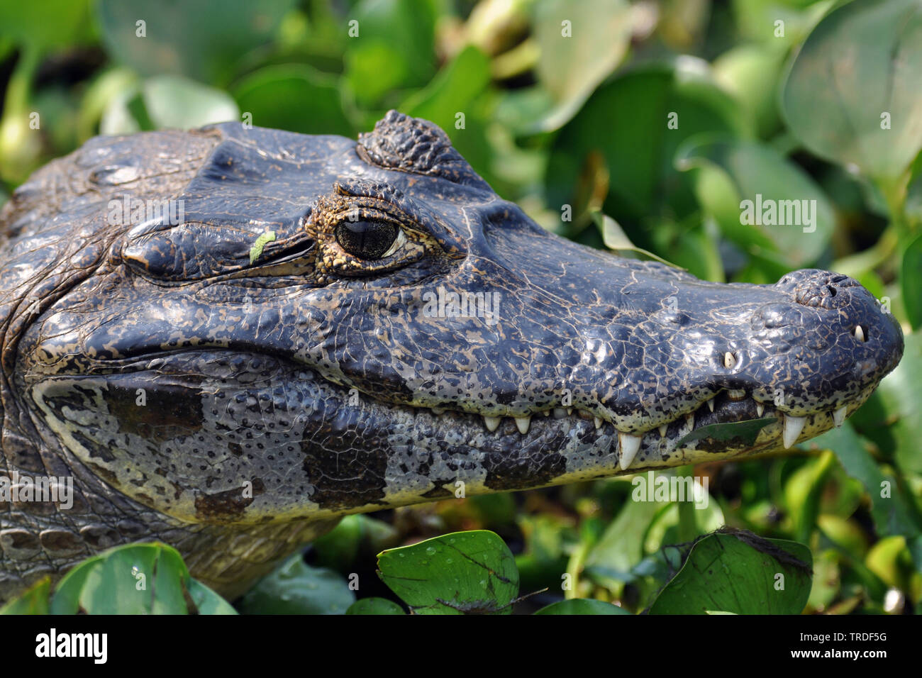 Caimano dagli occhiali (Caiman crocodilus), ritratto, Brasile, Pantanal Foto Stock