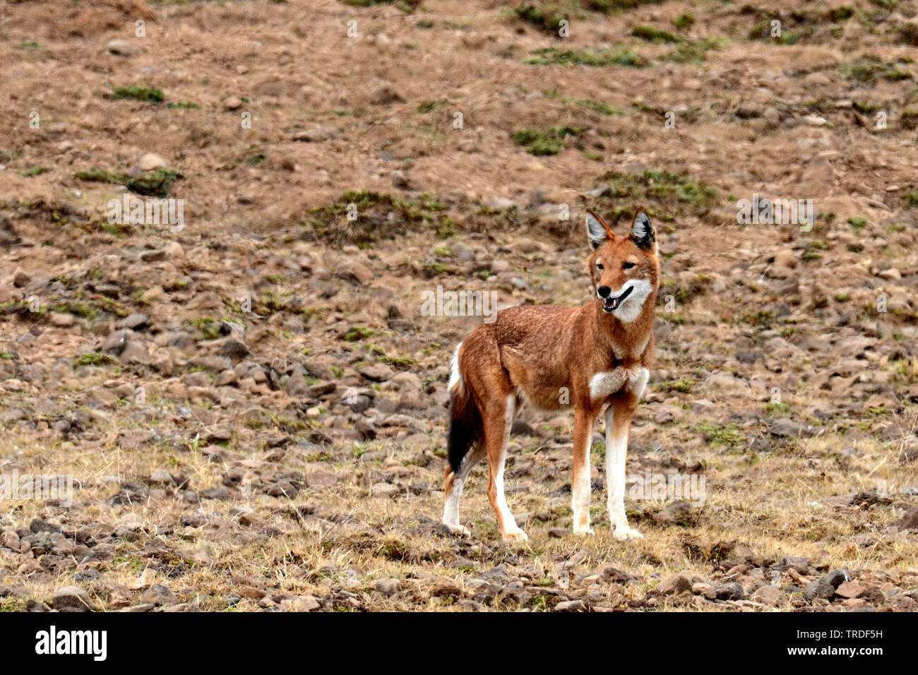 Simien jackal, Etiope Wolf, Simien fox (Canis simensis), in via di estinzione predator endemica di altopiani etiopi, Etiopia Foto Stock