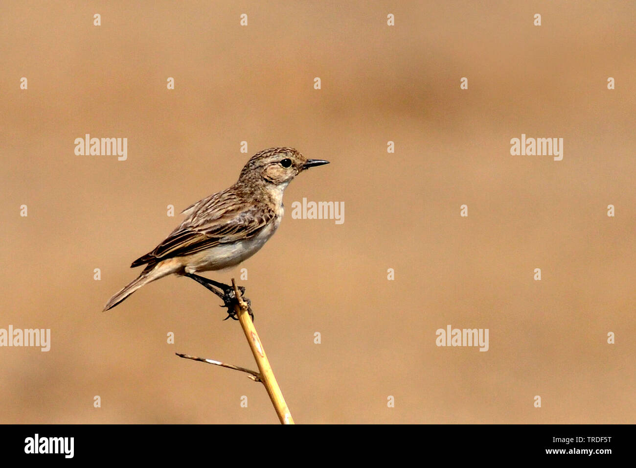 La stoliczka bushchat (Saxicola macrorhynchus), India, Gujarat Foto Stock
