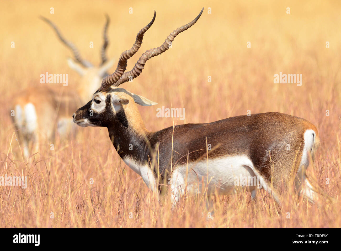Blackbuck (Antilope cervicapra), India, Gujarat Foto Stock