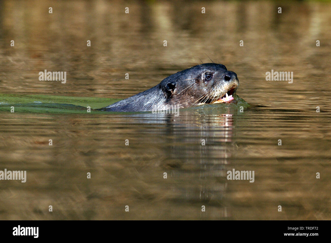 Lontra gigante (Pteronura brasiliensis), nuoto, Brasile Foto Stock