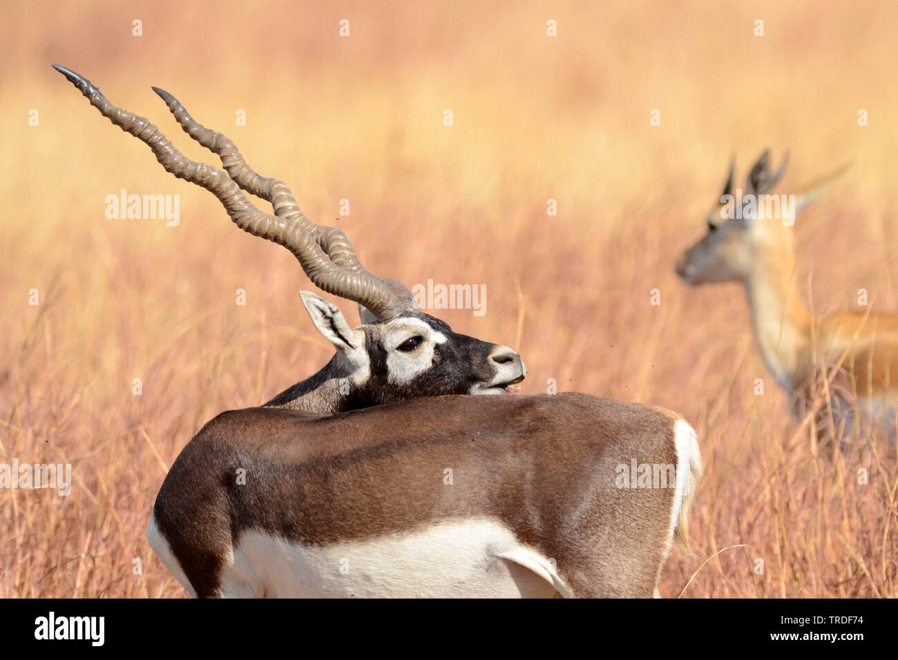 Blackbuck (Antilope cervicapra), India, Gujarat Foto Stock