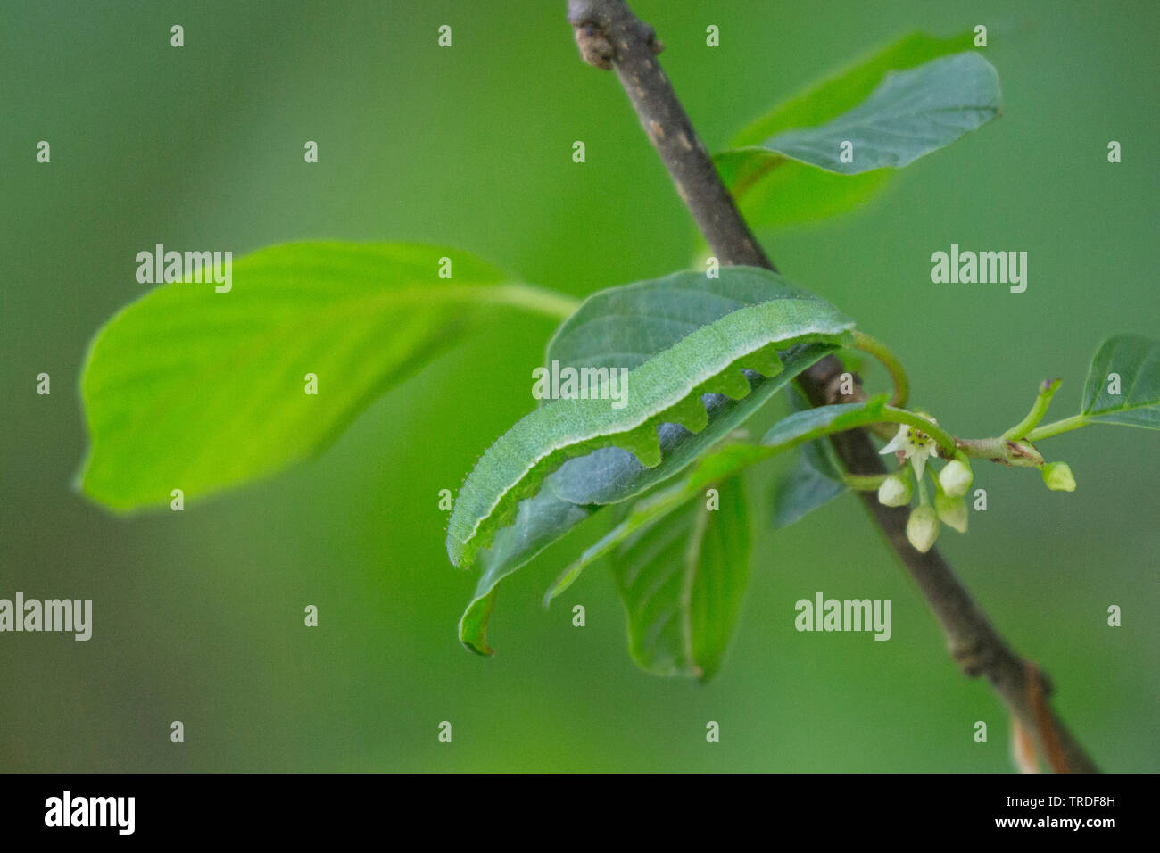 Brimstone (Gonepteryx rhamni), Caterpillar seduto su una rottura frangola foglia e camouflage stesso, la Germania, il Land della Baviera, Niederbayern, Bassa Baviera Foto Stock
