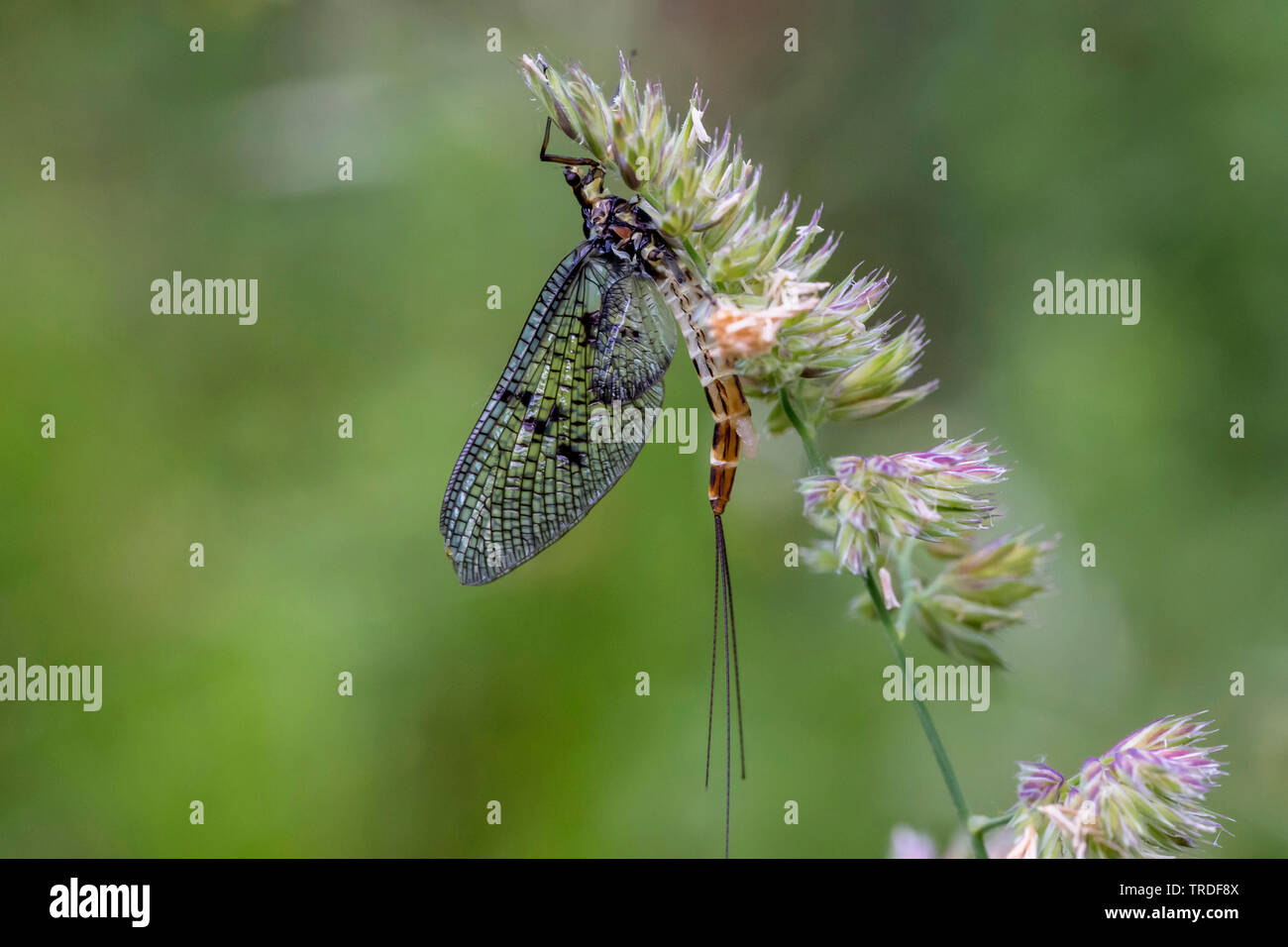 Mayfly (Ephemera spec.), seduta in un infructescence di erba selvatica, in Germania, in Baviera, Alta Baviera, Baviera superiore Foto Stock