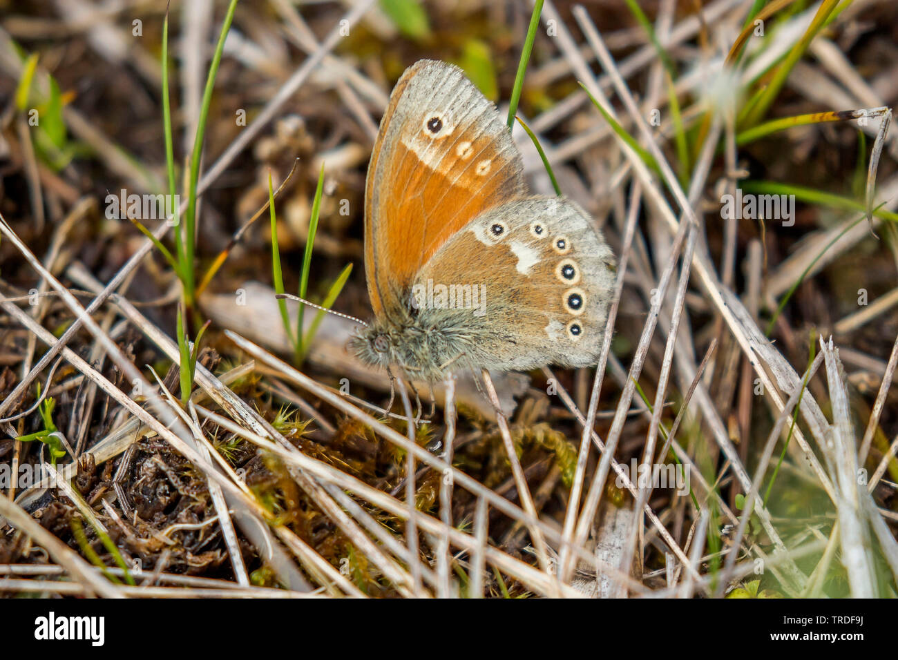 Grande heath (Coenonympha tullia, Coenonympha typhon), seduto a terra tra erba secca, Austria, Tirolo Foto Stock