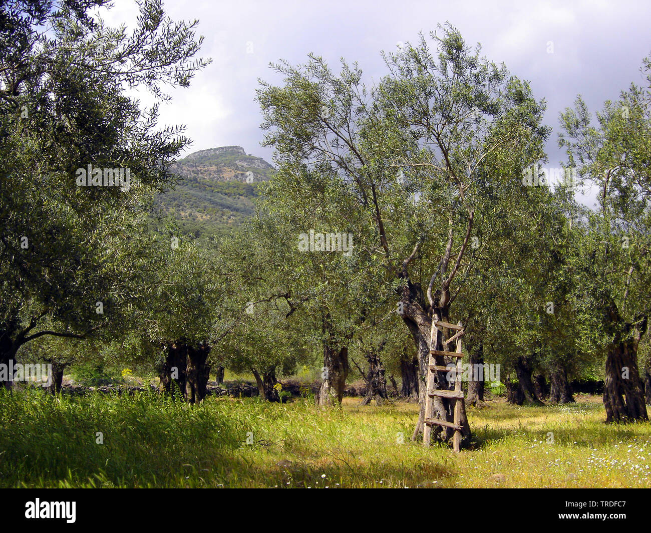 Orchard a Lesbo, Grecia, Lesbo Foto Stock