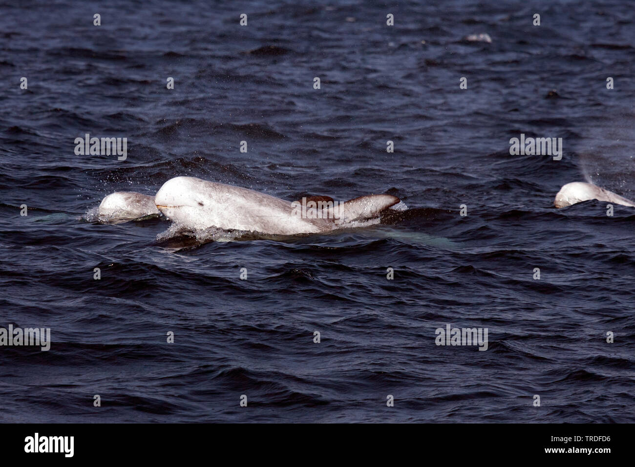Risso, Dolphin grampus grigio, bianco-guidato grampus (Grampus griseus), in corrispondenza della superficie dell'acqua, Stati Uniti, California Foto Stock