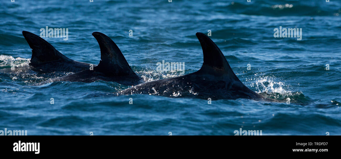 Risso, Dolphin grampus grigio, bianco-guidato grampus (Grampus griseus), in corrispondenza della superficie dell'acqua, Stati Uniti, California Foto Stock