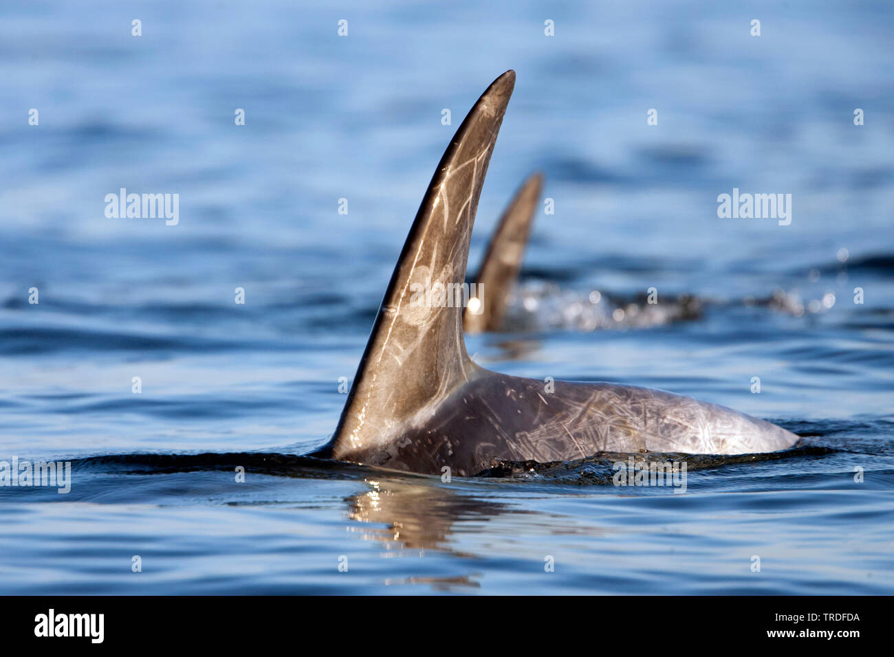 Risso, Dolphin grampus grigio, bianco-guidato grampus (Grampus griseus), pinna dorsale del Risso dolphin, Stati Uniti, California Foto Stock