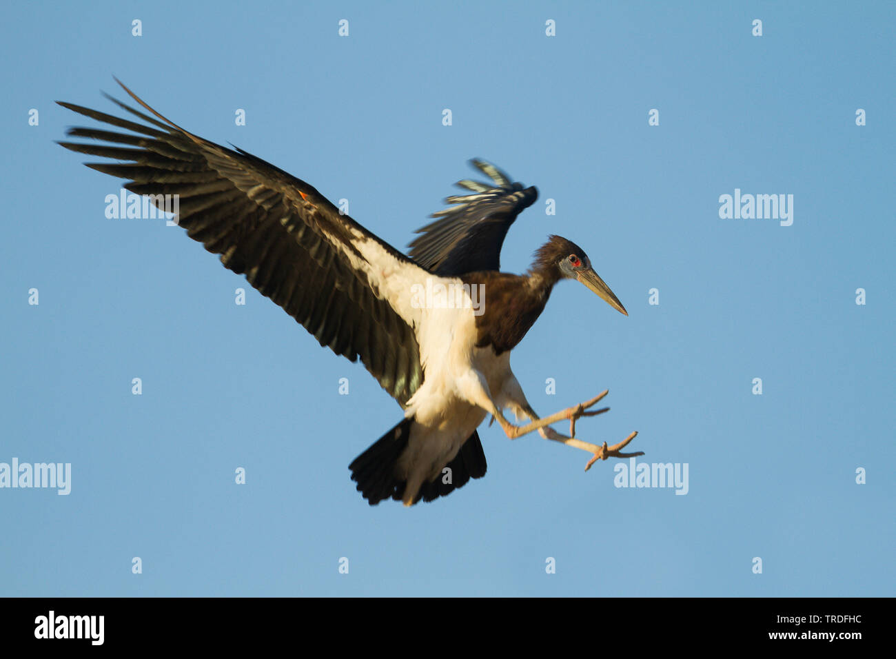 La Abdim stork (Ciconia abdimii), atterraggio Oman Foto Stock