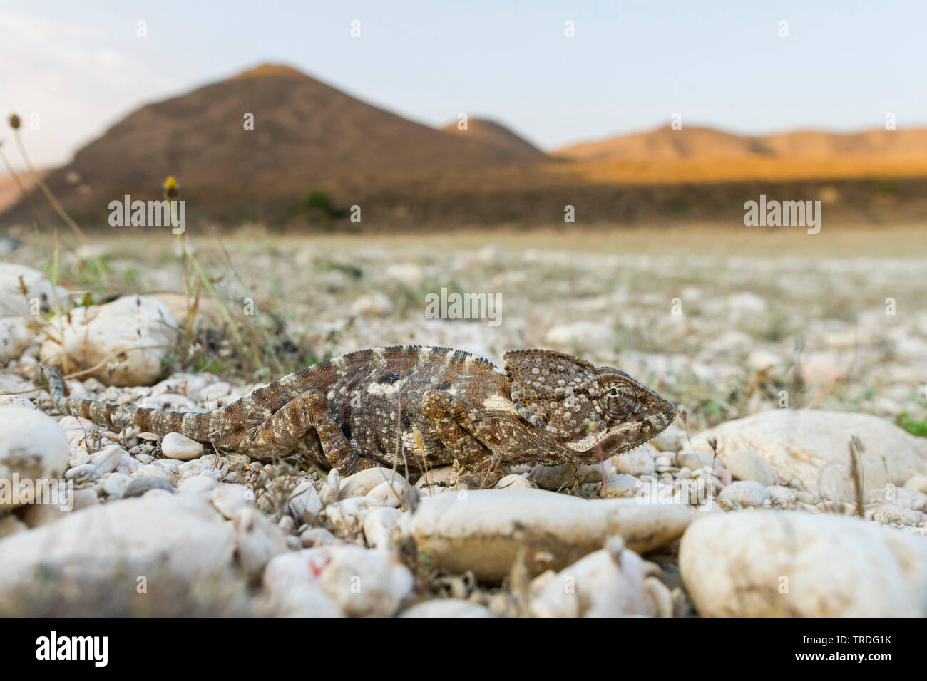 Arabian camaleonte, Chamaeleo arabicus (Chamaeleo arabicus), nel deserto, Oman Foto Stock