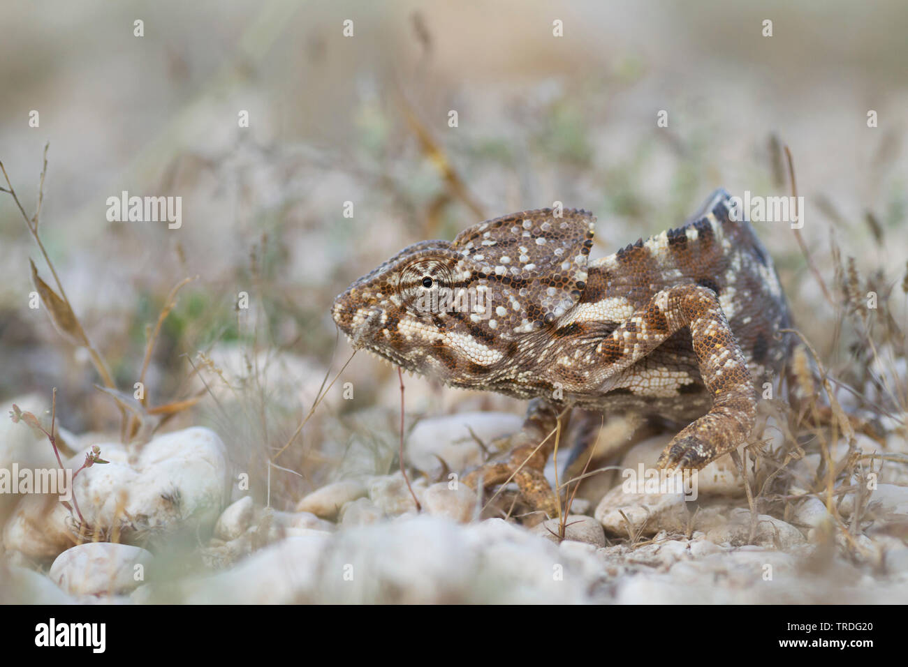 Arabian camaleonte, Chamaeleo arabicus (Chamaeleo arabicus), nel deserto, Oman Foto Stock