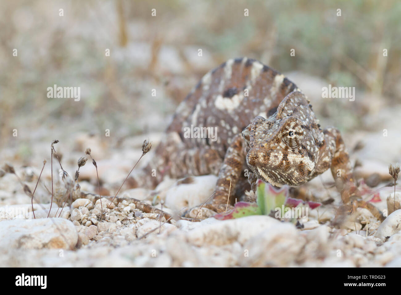 Arabian camaleonte, Chamaeleo arabicus (Chamaeleo arabicus), nel deserto, Oman Foto Stock