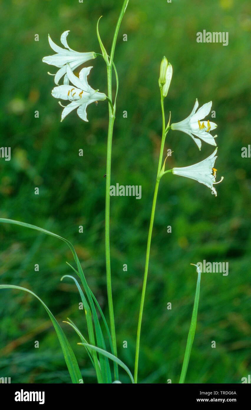 San Bruno's Lily (Paradisaea liliastrum, Paradisia Liliastrum), fioritura, Italia, Alto Adige, Dolomiti Foto Stock