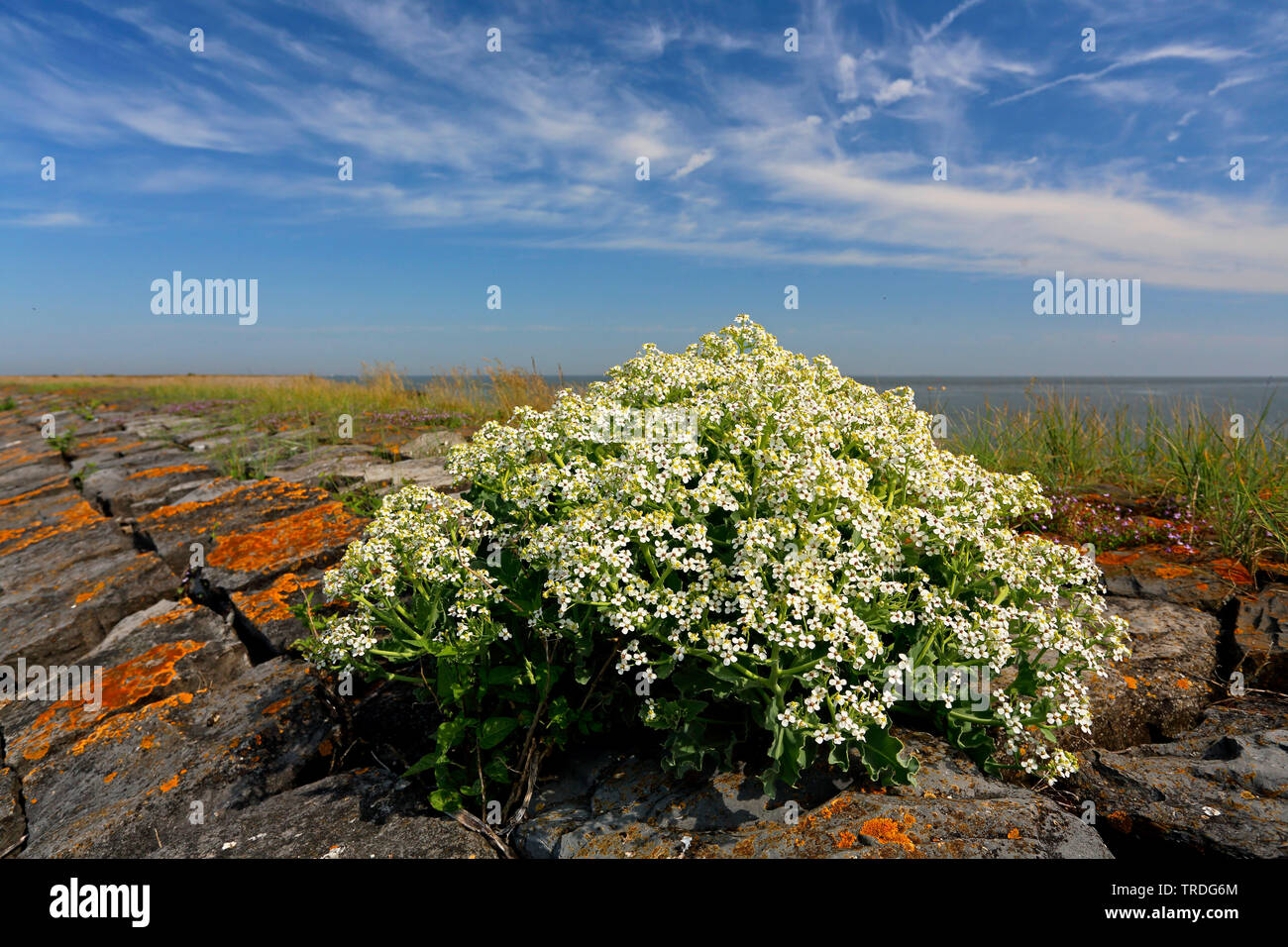 Cavolo riccio di mare mare-kale, Seakale, Crambe (Crambe maritima), fioritura su una diga, Paesi Bassi, Frisia Foto Stock