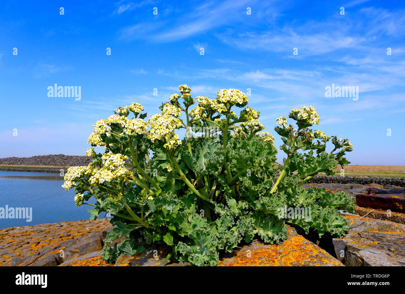 Cavolo riccio di mare mare-kale, Seakale, Crambe (Crambe maritima), fioritura su una diga, Paesi Bassi, Frisia Foto Stock