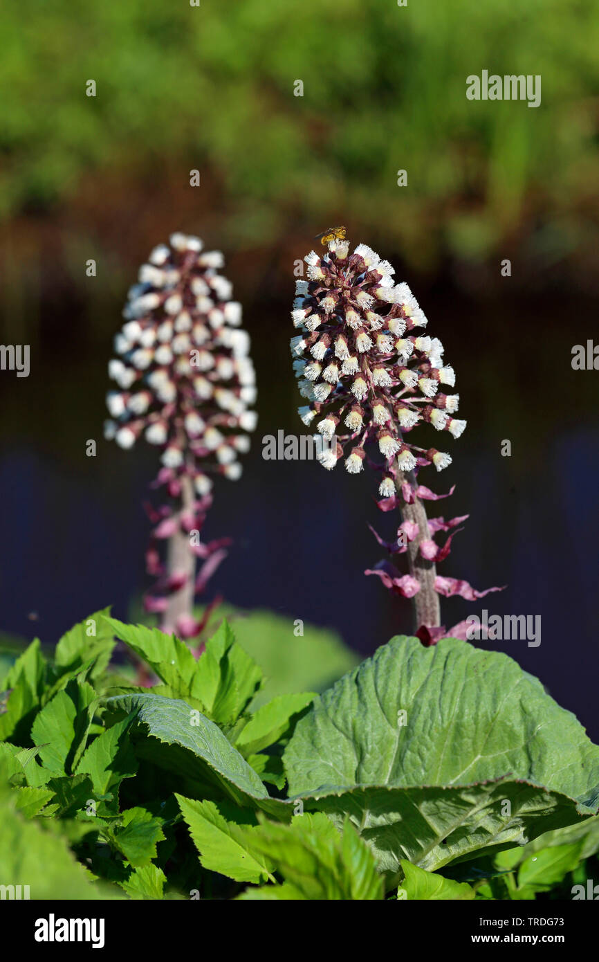 Butterburr (Petasites hybridus), fioritura, Paesi Bassi, Groningen Foto Stock