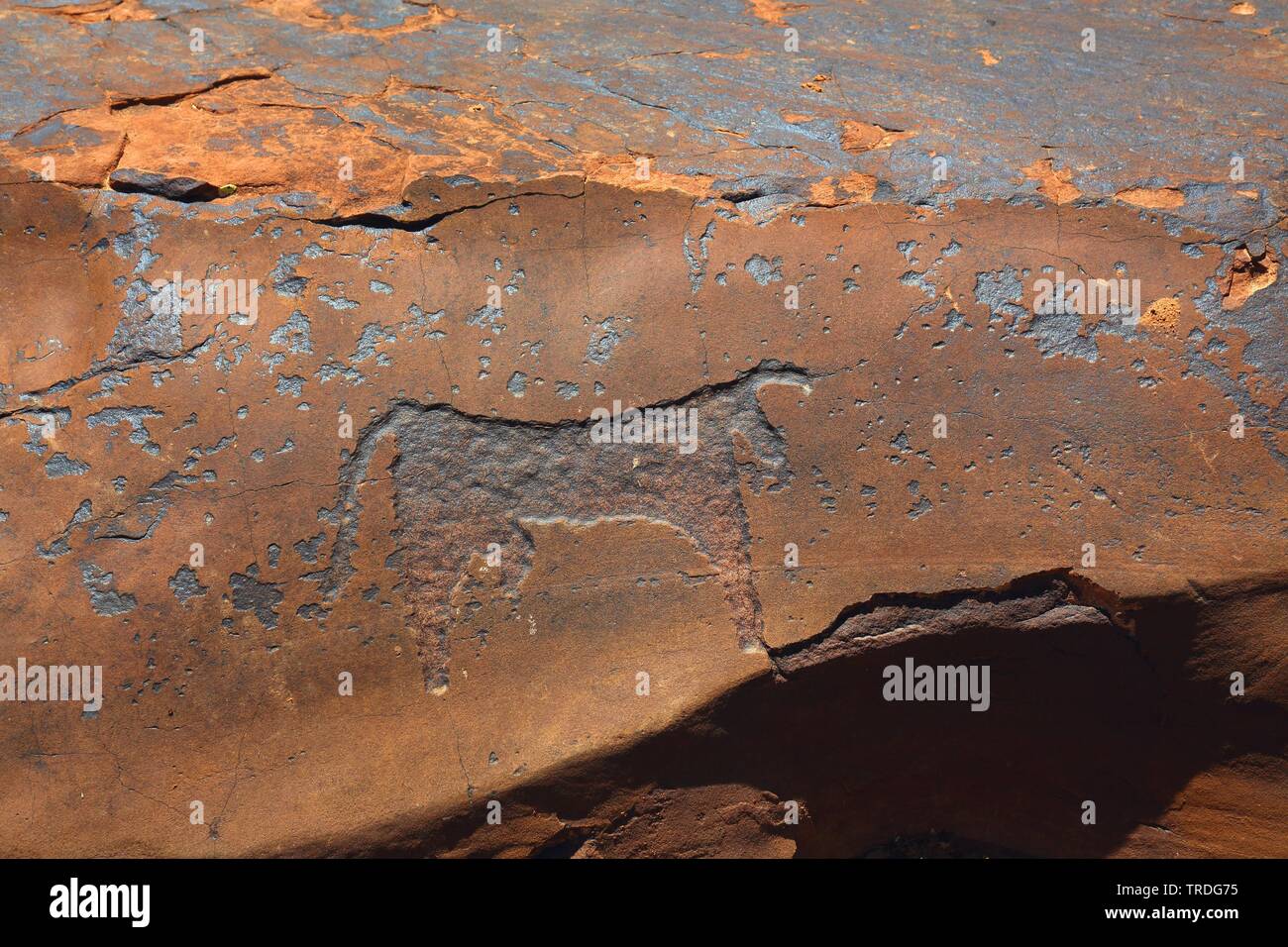 Petroglifi preistorici, Bull, Marocco, Oukaimeden Foto Stock