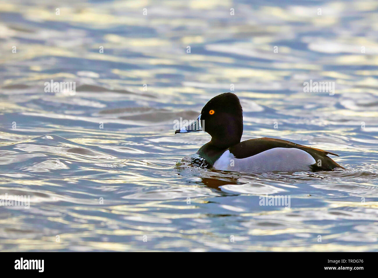 Anello-neched anatra (Aythya collaris), nuoto drake, Paesi Bassi, Frisia Foto Stock