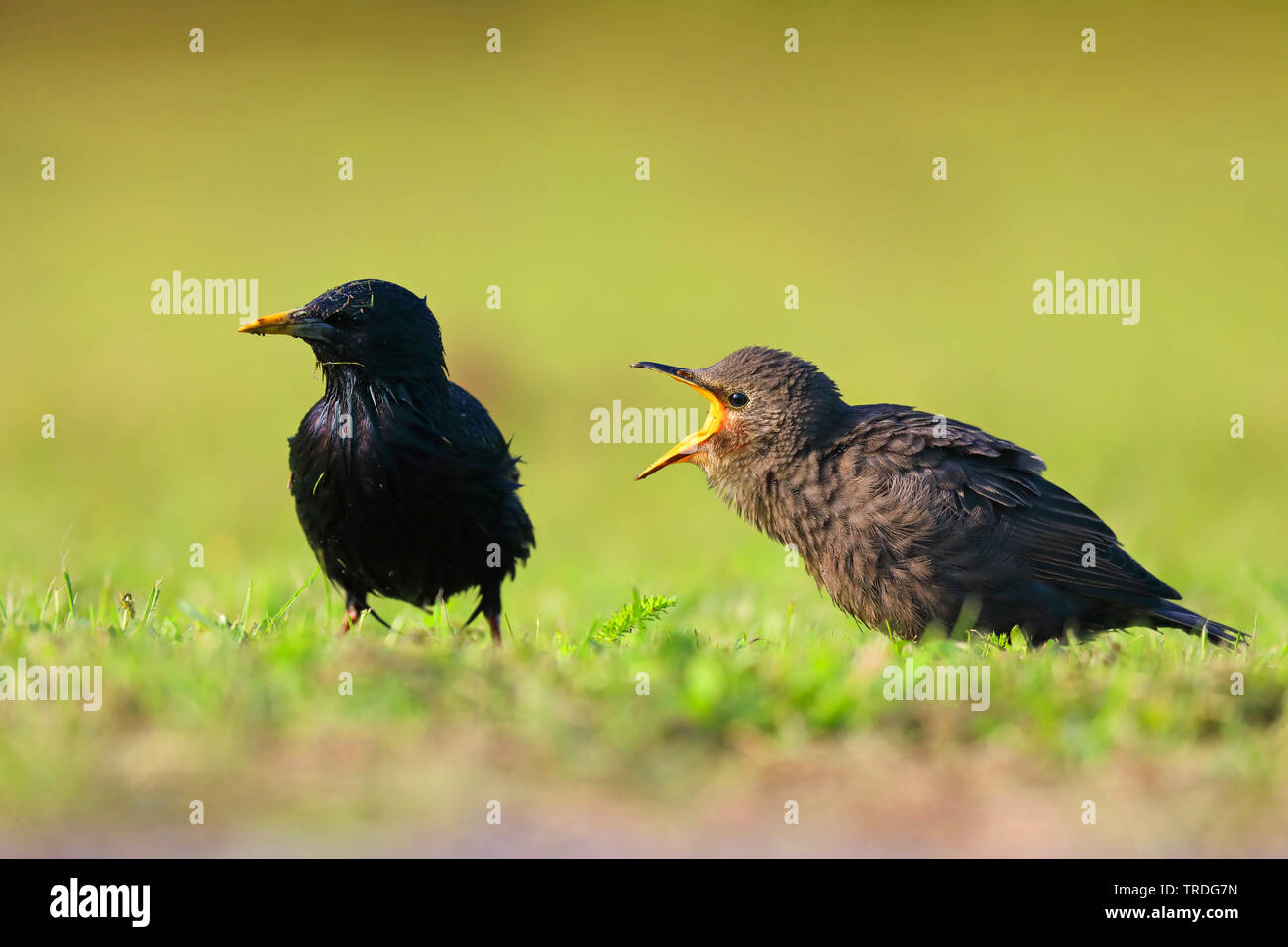 Starling comune (Sturnus vulgaris), giovane bird elemosinare il feed dall'uccello adulto, Paesi Bassi, Frisia Foto Stock
